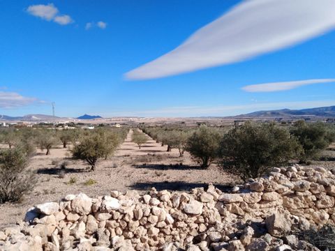Olive grove plot for sale in Caudete Palomares with ruin. For more info contact our MONTESINOS FALCON RAL ESTATE office in Moraira.