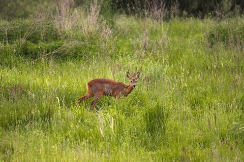 Vier gemütliche Ferienhäuser auf einem Gestüt am Garder See nahe Güstrow. Das 36 Hektar große Gelände liegt auf einer Halbinsel im Ortsteil Garden und bietet Ihnen einen herrlichen Panoramblick über die fast grenzenlosen Weiten der Sternberger Seenpl...