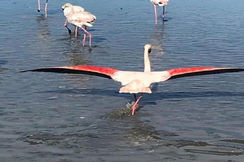 À deux pas du sable doré du Grau-du-Roi, ce studio cosy de 27 m² offre un havre de paix lumineux et accueillant pouvant accueillir jusqu'à 4 personnes. Situé dans un quartier familial, il est idéalement situé : supermarché et restaurant à seulement 2...