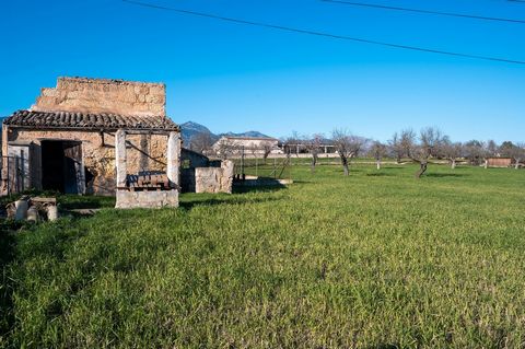In Inca, under the Serra de Tramuntana is this magnificent plot of land with an area of 17,525 m2, with breathtaking views. IT HAS A SOUGHT-AFTER PLANTATION OF 150 CAROB TREES AND A WATER METER. It is located 1 km from Inca, it is an excellent invest...