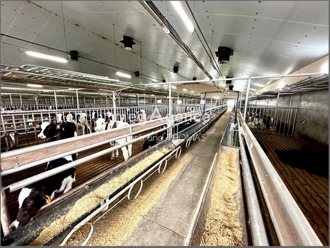 Come and discover this breeding of 1000 fattening calves, or 2000 per year, the site is made up of three buildings: a building from 1995 with 383 places with an area of 400 M2, equipment installed in 2015, a second from 2005 with 301 places with an a...