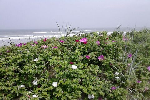 Licht, smaakvol ingericht vakantieappartement op het eiland Wangerooge met direct uitzicht op de Waddenzee.