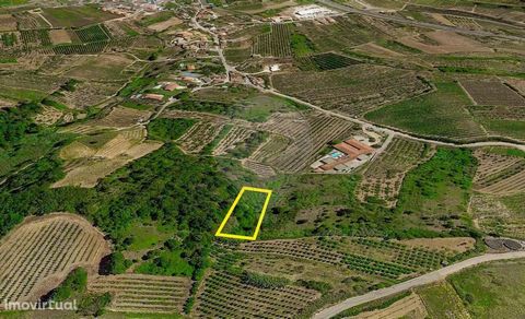 Terrain pour l’activité agricole d’une superficie de 1 920,00 m2 avec culture de poiriers, vignes et autres, à vendre pour le montant de 3 500,00 €, situé à Delgada, avec un accès facile à la route municipale