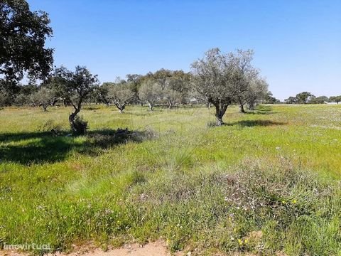 Rustic land with cork oaks composed of two articles. One of the plots has an area of 1.45 hectares and the second land of 0.6625 hectares, a total of 2.11 hectares, provided with easy access, since it has tarred road next to the land. The cork will b...