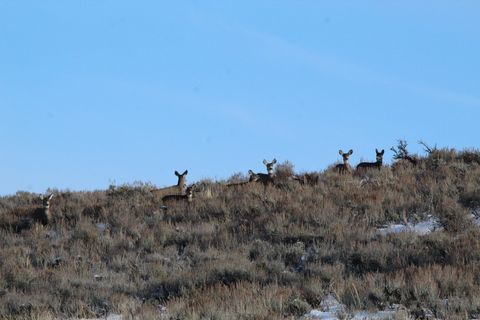 Расположенная далеко между холмами северо-запада Колорадо, эта собственность состоит из 160 +/- акров, что предоставляет большие возможности для охоты на лосей, оленей и антилоп! Кроме того, на ранчо есть отличный корм с внебиржевыми возможностями дл...