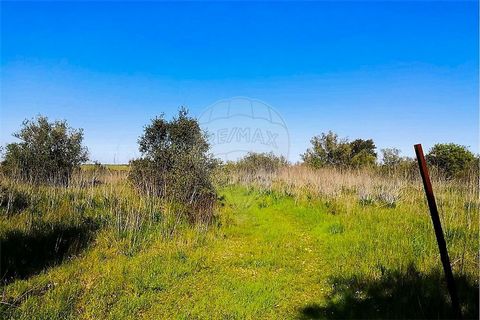 Rustikales Grundstück mit 20.760 m2, mit herrlichem Blick über das Tal und die Hügel, mit Obstbäumen (Walnuss-, Oliven-, Birnbäume), verfügt über zwei Reservoirs für die Wassernutzung, Container zur Lagerung. Hervorragend geeignet für den Pflanzenbau...