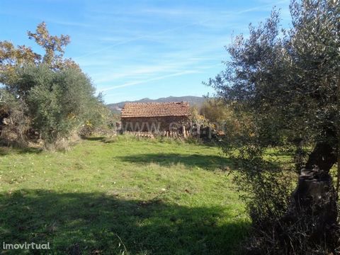 Small farm with a stone construction, olive groves, fruit trees. it has good land for agriculture, a well and a brook. Excluded from the SCE, under Article 4 of Decree-Law No. 118/2013 of 20 August.