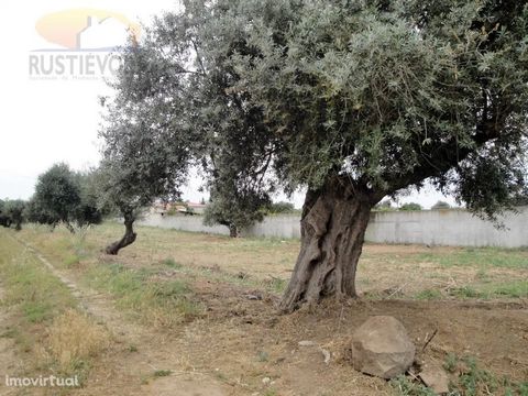 Negotiable Value! Land of 3,000m2 with feasibility of construction and urban infrastructures, already done. It has 12 centenary olive trees and access by tarmac road. Located in the center of the village, ideal for building your refuge in the Alentej...