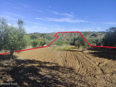 Rustic Land 20.000 m2. Carrapatelo - Corval - Reguengos de Monsaraz. It is composed of arable crops, mostly olive trees and also an orange orchard and some vines. It has a well with good water for irrigation, electricity right next to the land, just ...