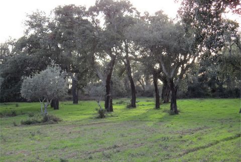 Magnificent land with a total area of 5,080m². Perfect to Put Caravan or non Permanent structures. Composed of mature cork oaks, traditional olive groves, vines and very fertile soil that allows farming all year around. A Bore Olle needs to be drill ...