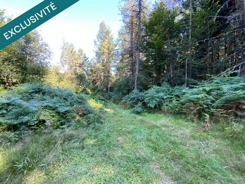 Grand terrain non constructible proche LE THOLY , accès facile