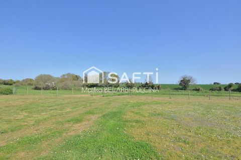 photo no. 11