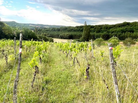 Magnificent land with a total area of 5557 m2, including 3600 m2 constructible. About 220 vines. The land is serviced (water + EDF + telephone + Fiber Optics) located in a quiet area with a clear view. Close to Lauzerte, Castelnau-Montratier and Mont...