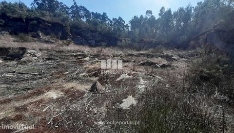 Forest land with 50000 m2, for sale. With quarry and pine forest. Located in Vila Seca, Barcelos. Business opportunity. Ref.: PV08305 FEATURES: Land Area: 50 000 m2 Area: 50 000 m2 Useful Area: 50 000 m2 Energy Efficiency: Exempt ENTREPORTAS Founded ...