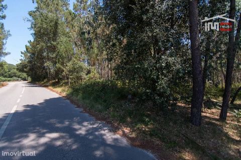 Rustic land of 600 m2 with pine forest, olive grove and land for cultivation in Chousa Nova, Bouceiros.