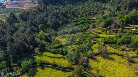 Farm composed of flat land and a villa for restoration totally built in stone. With support haystack and water from two own springs. Great sun exposure. In the middle of the village of Cinfães and confronting the Ladário Forest Park. Area with agroto...