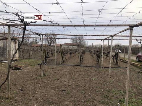 TM Imoti sells an old house with a yard with durable vine with a certificate, Merlot and Traminer variety. About 800 vines in total (400 merlot and 400 traminer). Every year the yield of grapes from the vines is about 3500 kg and has regular customer...