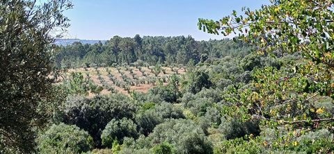 Terreno rústico plano com oliveiras e figueiras, com bons acessos e situado no sopé da Serra de Aires e Candeeiros, a 10m do acesso à A1 e a 20min de Fátima. Já tem um olival no terreno contíguo e é ideal para alargamento da área cultivada.