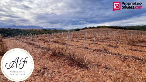For sale, agricultural land of more than 13 hectares, composed of several plots. Most of the area is occupied by vines (Grenache noir, Macabeu, Syrach), a few apricot trees and 2ha of wasteland. IMPORTANT: land NOT buildable and NOT habitable No wate...