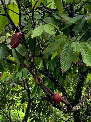 Finca de Cacao Orgánico en Castillo, San Francisco de Macorís: Una Inversión con Grandes Beneficios ✨ ¡Oportunidad Única de Inversión en Cacao Orgánico! ✨ Esta finca de cacao en Castillo, San Francisco de Macorís es el espacio ideal para quienes sueñ...