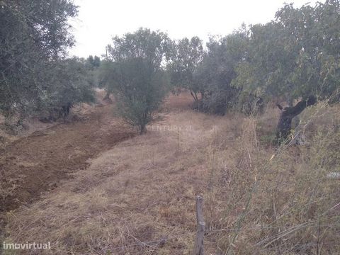 Terreno rustico com 2840 m2 em Horta dos Corvos, Valhascos Terreno com oliveiras. Marque a sua visita