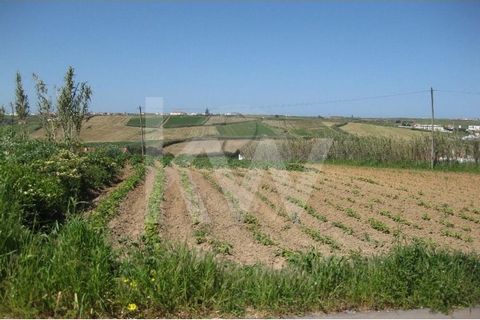 Plot of land in São Pedro da Cadeira (Torres Vedras) with 2,660 m2, intended for construction, with a deployment area of 332.5 m2 and gross construction area of 665 m2 and it has a well for water supply. São Pedro da Cadeira is a Portuguese parish in...