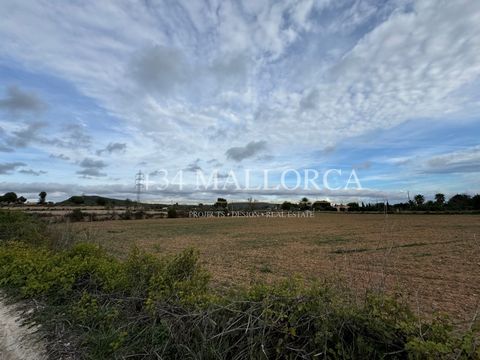 Grundstück von 16000m2 nur 2 Minuten vom Dorf LLUCMAJOR entfernt. Das Hotel liegt am Camí de Son Cortei, der auf dem Weg nach Porreras liegt. Es hat Zugang von der Autobahn zu einer Privatstraße und befindet sich an der Ecke. Sie können Ihr Traumhaus...