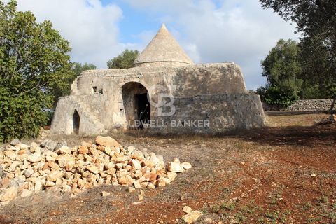 Charakteristischer Trullo aus dem 19. Jahrhundert in unmittelbarer Nähe von Ostuni, in Contrada Molillo in der Nähe des berühmten Bauernhofs Valentina. Eingebettet in einen jahrhundertealten Olivenhain mit etwa hundert Olivenbäumen, in einer hügelige...