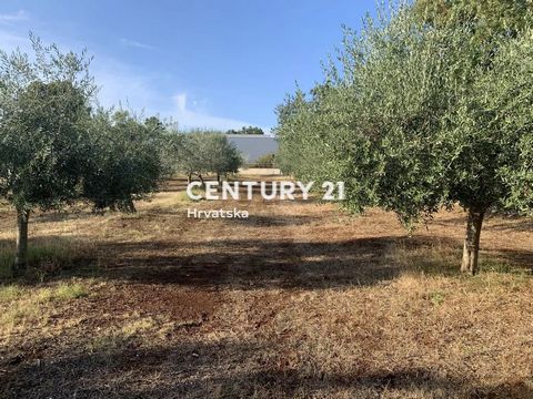 BRTONIGLA, IDÉAL, TERRAIN À BÂTIR POUR UNE MAISON OU UNE VILLA AVEC PISCINEDans un bon emplacement, près du centre de Brtonigla, il y a 6 terrains à construire. Ce terrain a 800 m2 et est le premier d’une série à la route principale. Le raccordement ...