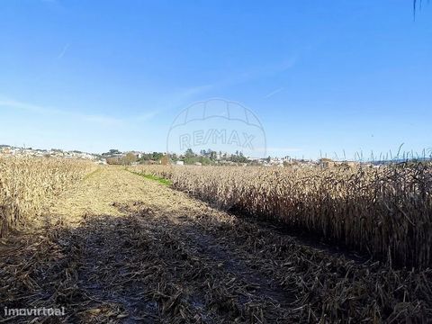 Flat land for sale Rustic land not urbanizable, currently with corn plantation. Inserted in the field area in Recardães. Front with 7 mts on dirt road (serviu). Plot with 840 m2. Come and see it!  