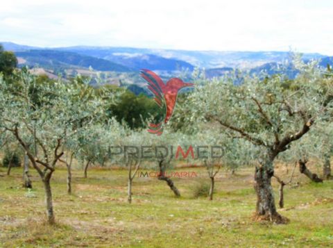 Farm with a total area of approximately 9 ha, composed of 9 rustic articles, located mostly in Avidagos, in the Union of Parishes of Avidagos Navalho and Pereira, 15 kms from Mirandela. According to the Parcelário and Cadastro, the olive grove produc...