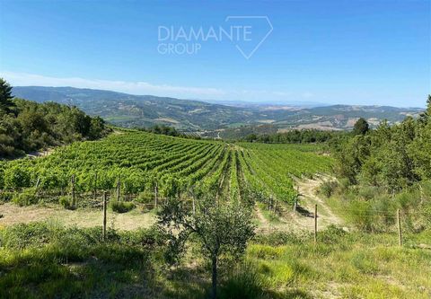 GROSSETO (GR), loc. Seggiano: organic winery located at 400 metres above sea level of approximately 4 hectares completely cultivated with vineyards, in the Montecucco DOCG area. The vines were planted in 2010 and are predominantly Sangiovese with a s...