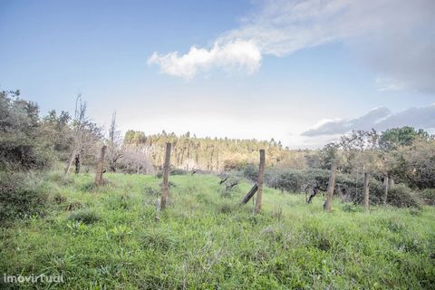 Odlad mark med 1960m2 majsodling med 18 fruktträd och vingård med 120 vinstockar, belägen i Adoeira Abrunheira