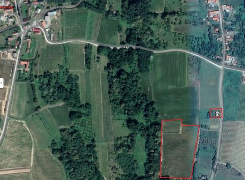 Excellent Plot of land & Vineyard for sale in Mitrovac Croatia Esales Property ID: es5553993 Property Location Mitrovac 34340 Croatia Property Details A Sun-Kissed Haven in Croatia: Unveiling the Potential of Mitrovac’s Vineyard Dream Nestled amidst ...