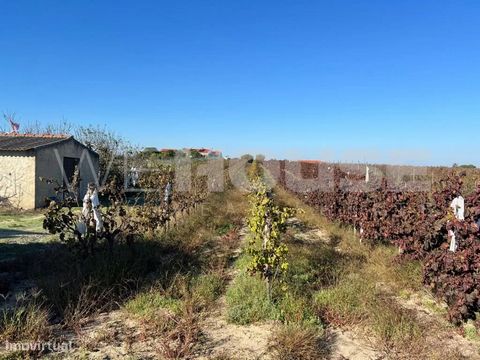 Amplo terreno rústico localizado na região de Lau, em Palmela. Este terreno oferece excelente potencial para atividades agrícolas, lazer ou investimento em uma área tranquila e cercada pela natureza. Detalhes do Terreno: Localização: Lau, Palmela, em...