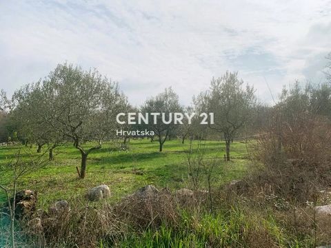 RADMANI, LARGE AGRICULTURAL LAND WITH OLIVES FOR SALE A maintained olive grove of 50 olive trees with agricultural land is for sale. The land has a regular shape and is located only 200 m from the main road, yet in complete peace and with an open vie...