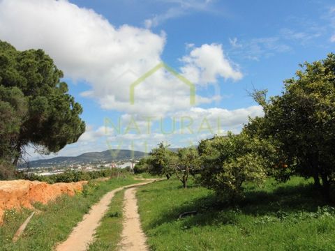 Large Agricultural Farm in Biogal, municipality of Faro in the Algarve. Property of great potential for agricultural exploitation of 70,000m2, consisting of warehouse, traditional Algarve house and orange orchard. The traditional house lacks restorat...