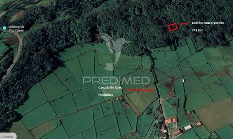 Rustic land, woods/groves in the Parish of Fontinhas with 242m2.