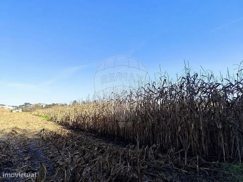 Flat land for sale Rustic land not urbanizable, currently with corn plantation. Inserted in the area of Estrada do Campo in Recardães. Front with 7 mts on dirt road (serviu). Plot with 1200 m2. Come and see it!  