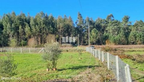 Sale of agricultural land with about 9000m2 Chafé, Viana do Castelo. With water, light and cabin for housing. Good access and great location. Ref.:VCM13213 ENTREPORTAS Founded in 2004, the ENTREPORTAS group with more than 15 years, is a leader in rea...