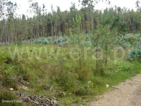 Excellent land for tree plantations, Zone w/good sun exposure, good access