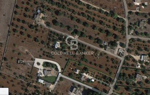 Puglia. San Vito dei Normanni Agricultural land WITH ORCHARD POGGIOREALE Coldwell Banker offers for sale, exclusively, in San Vito dei Normanni, in Contrada Poggioreale a completely fenced land of 3651 square meters, located 3 km from the town. The l...