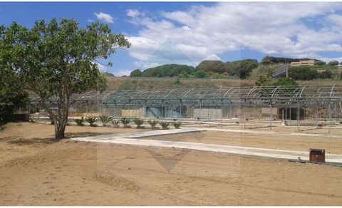 Terreno Rústico Agrícola en Venta en Arenys de Mar ¡No dejes pasar esta oportunidad única en el mercado inmobiliario! Te presentamos una finca de 7,366 m² en Arenys de Mar, ubicada estratégicamente cerca de la autopista y de fácil acceso. Característ...