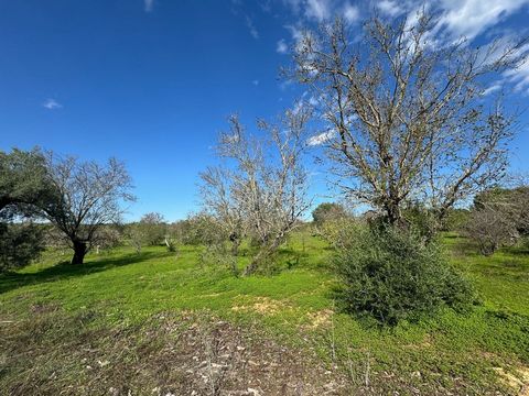 This spacious plot is filled with trees typical of the region, including carob, olive, almond, and fig trees. Perfect for those seeking peace and a natural setting, this land is known for its excellent fertility, making it ideal for cultivation or ag...