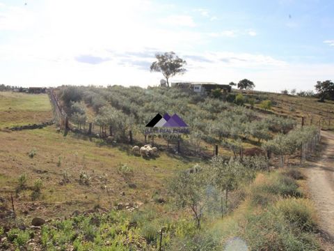 Rustic land in Odeleite, 2 articles with a total of 38320 m2. Composed of 300 Vines, 100 Carob Trees, Broad Beans and Garlic. It also has a 145 meter hole and drip irrigation. Learn more and better with us.