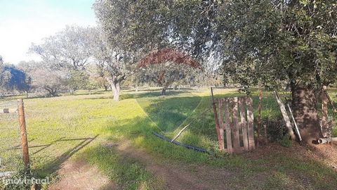 Investment Opportunity - (1,23€/ m2)   Rustic land with a total area of 7.3 hectares (73,000 m2), located in the place of 