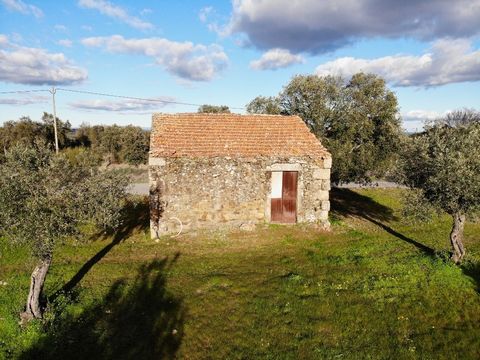 Farm for sale with 3,5 hectares of land, two buildings, borehole and with excellent olive production. Located 4.5 km from Escalos de Baixo, the property offers easy access via the N240 asphalt road and has an impressive entrance gate. The land is com...