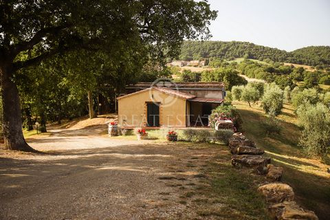 Tenuta Saturnilla is a large agritourism property just 8 km from the famous natural pools of the Mulino waterfalls. The estate we present is a company structured in 2 blocks. In block 1 we find: the main building A, perfectly renovated and used as a ...