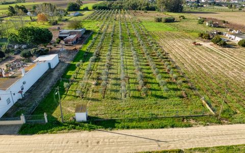 AGRICULTURAL AND RESIDENTIAL LAND IN BENFICA DO RIBATEJO Land with Young Olive Grove and Complete Infrastructure Discover this unique plot of land with 14,806 m², located in a privileged area of Benfica do Ribatejo. With a young olive grove (750 Gali...