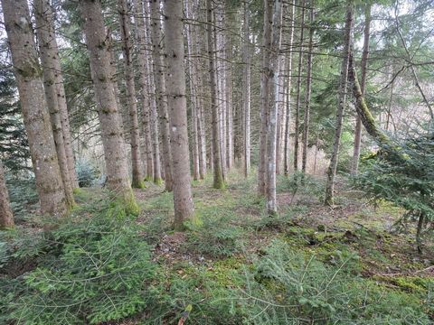 photo no. 5